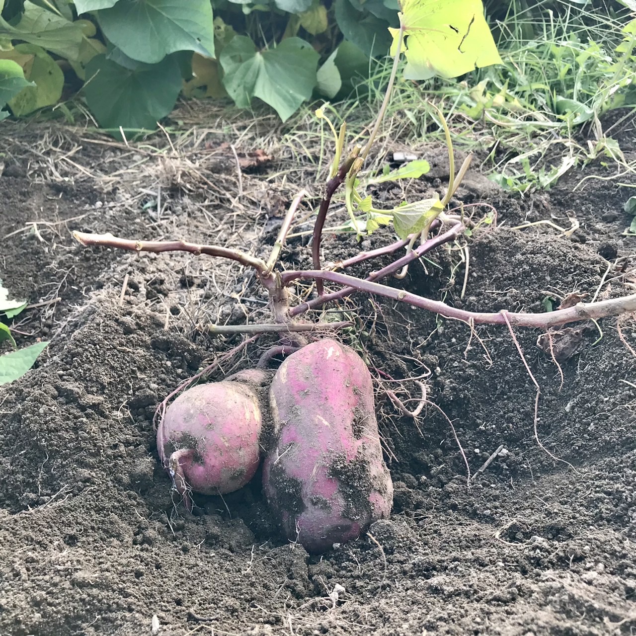 トマトベーグル、蒸しパン、10月19日(土) 17時まで!クーポンも!