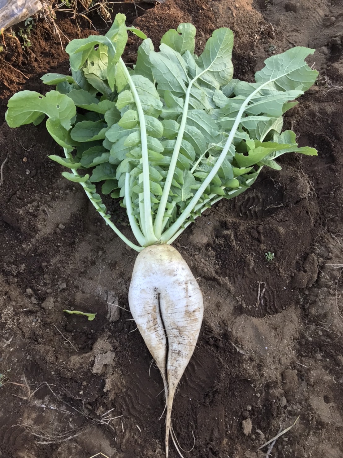 冬の大根と夏のトマトが同時に!