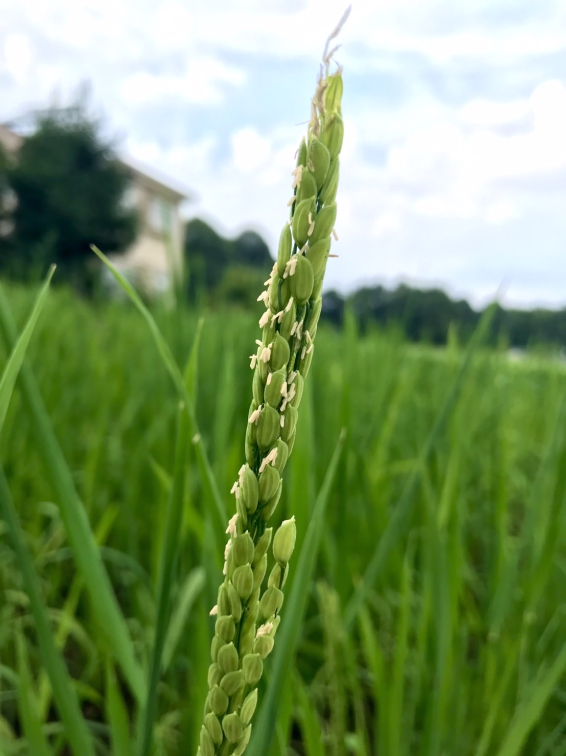 【畑日記】陸稲が出穂!!
