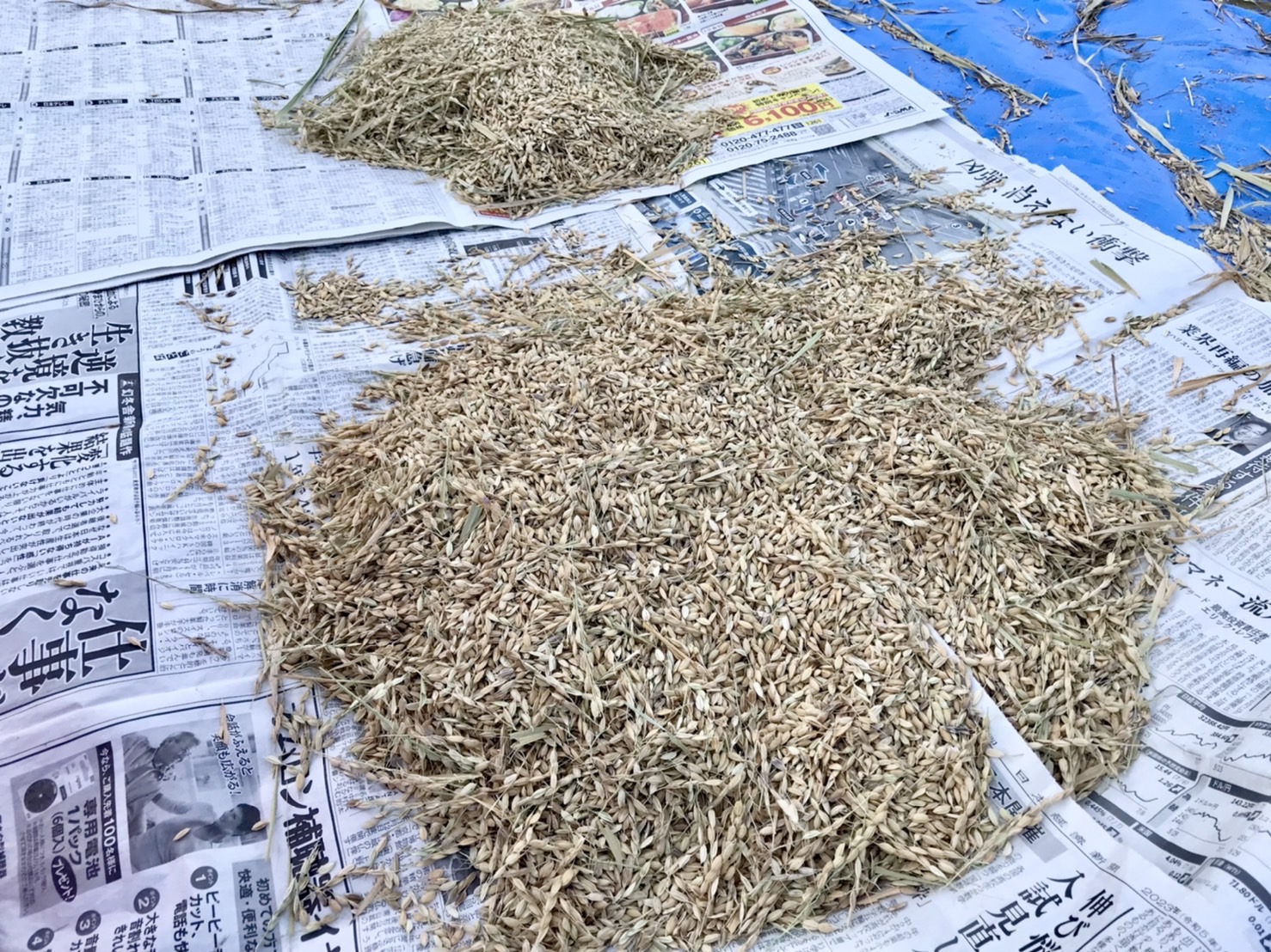 お米の脱穀とサツマイモ堀りの続き