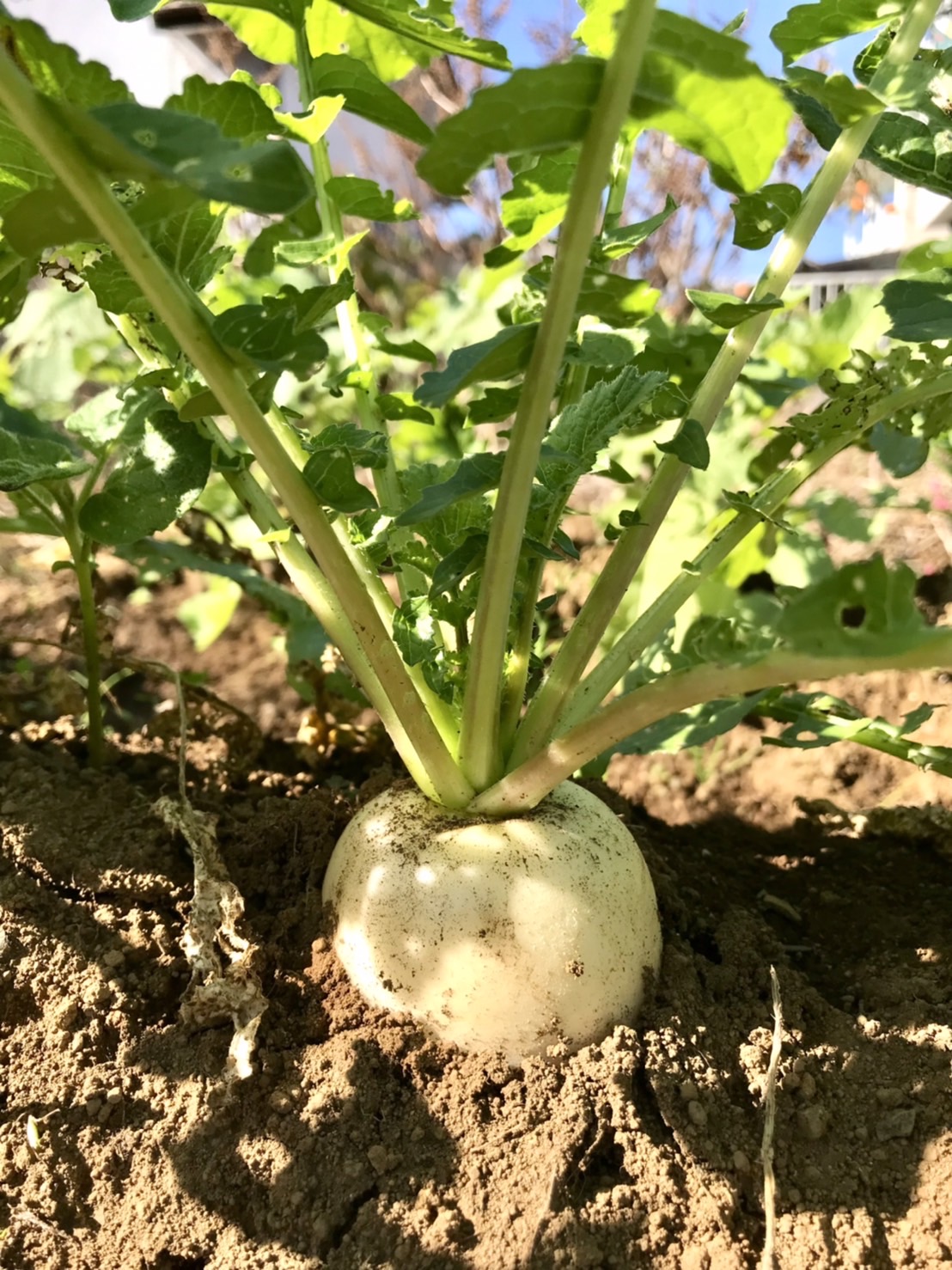 【畑日記】打木源助大根 大きくなりましたー🙌