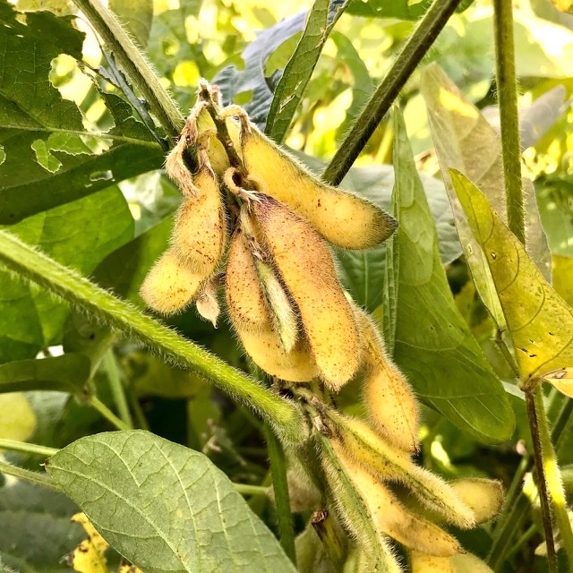 【畑日記】秋の深まりとともに