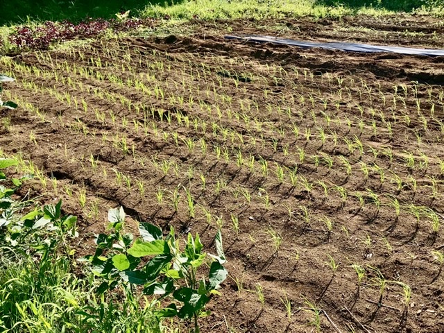 【畑日記】苗の植え替え一段落