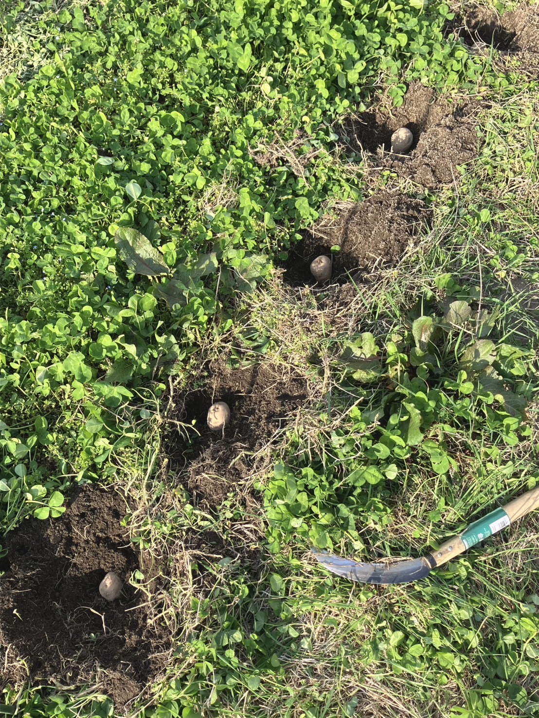 畑仕事日和☀️