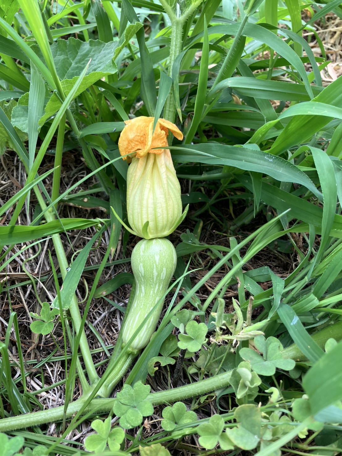 赤ちゃんバターナッツカボチャ💕