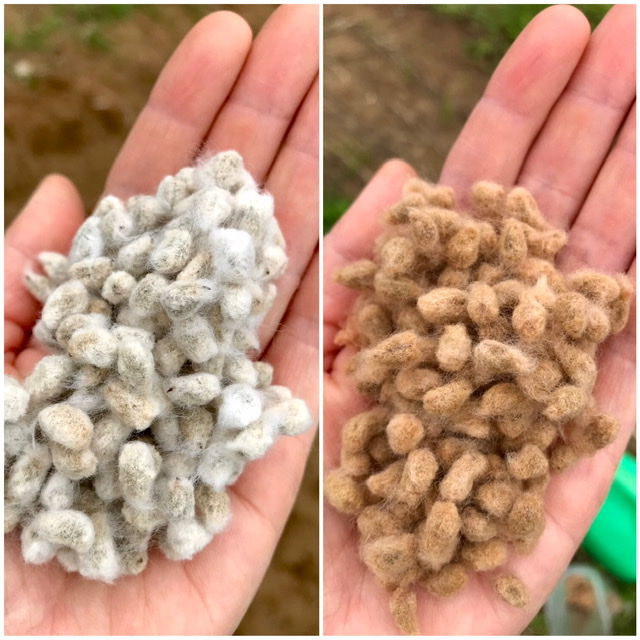 【畑日記】綿の種まき