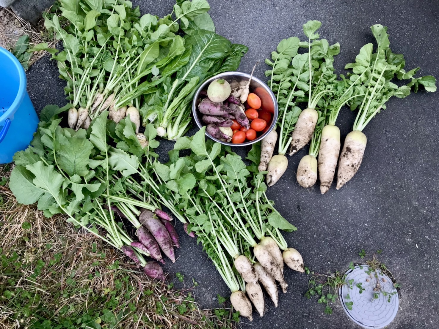 大根たくさん♪間引きと収穫🙌
