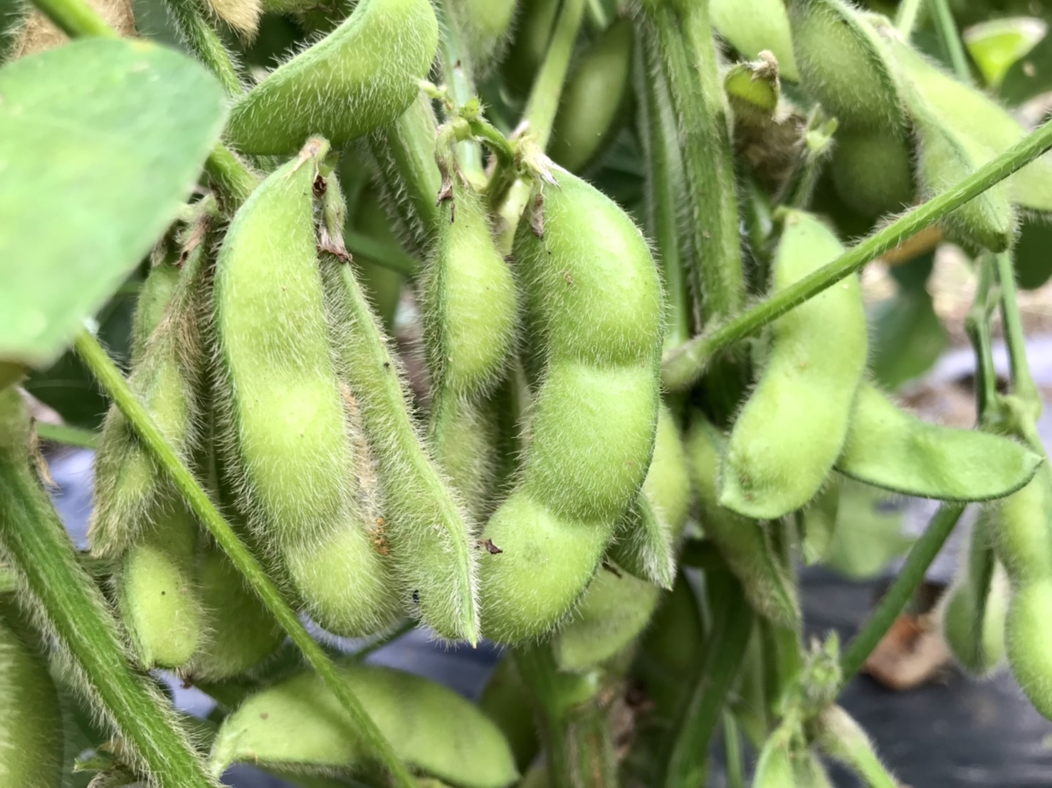 大豆、順調です😆✨