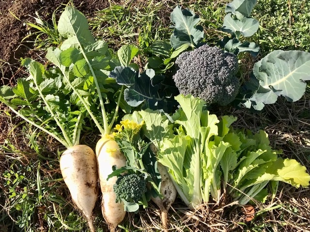 【畑日記】今週の収穫