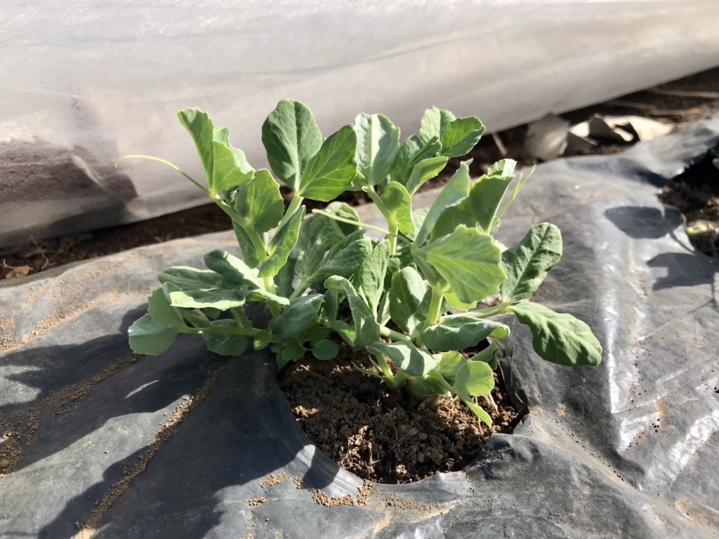 【畑日記】雪の後の畑