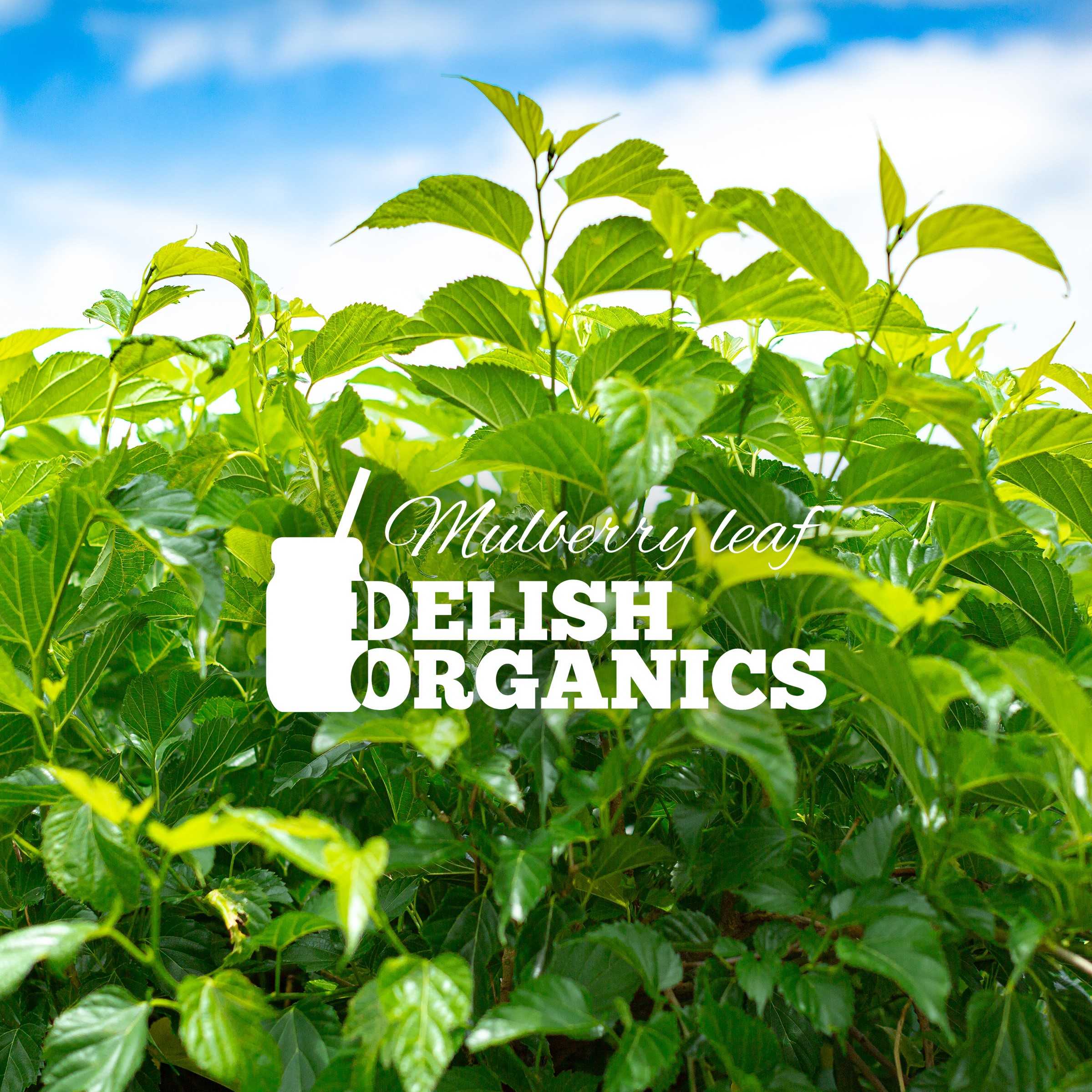 Delish Organics チャンネル開設しました