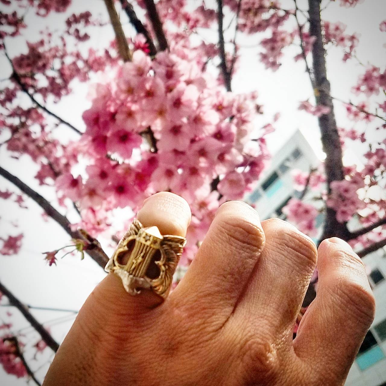 - SAKURA - 