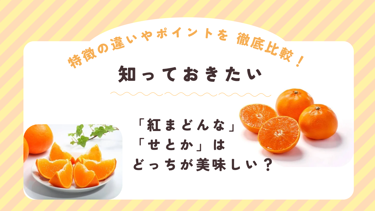 紅まどんな・せとかはどっちが美味しい？特徴の違いやポイントを徹底比較！