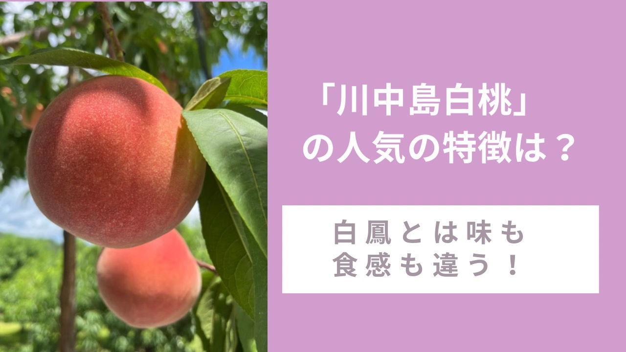 「川中島白桃」の人気の特徴は？白鳳とは味も食感も違う！