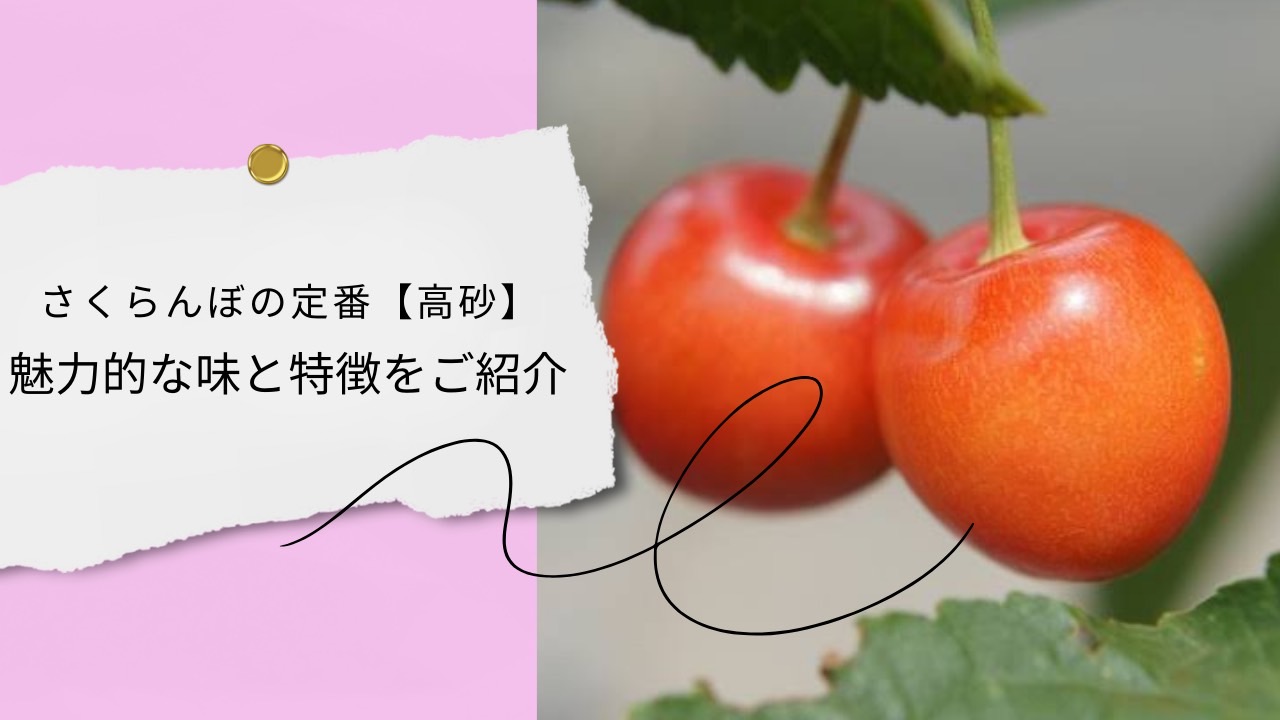 さくらんぼの定番【高砂】｜魅力的な味と特徴をご紹介