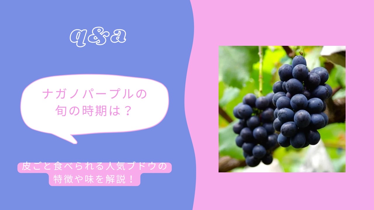 ナガノパープルの旬の時期は？皮ごと食べられる人気ブドウの特徴や味を解説！