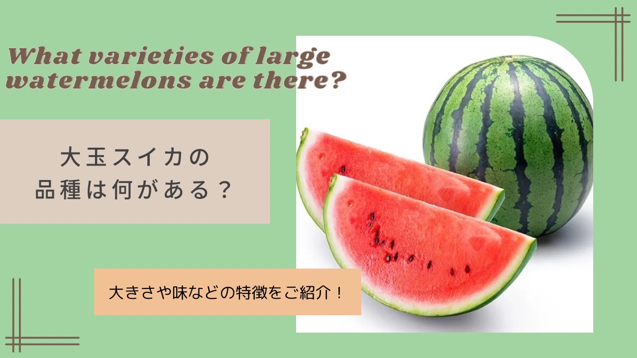 大玉スイカの品種は何がある？大きさや味などの特徴をご紹介！