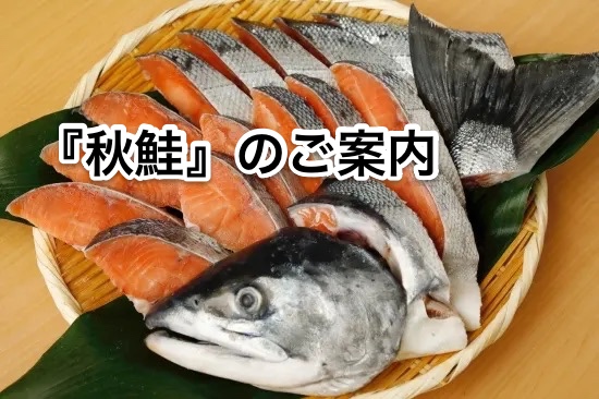 秋鮭のご案内