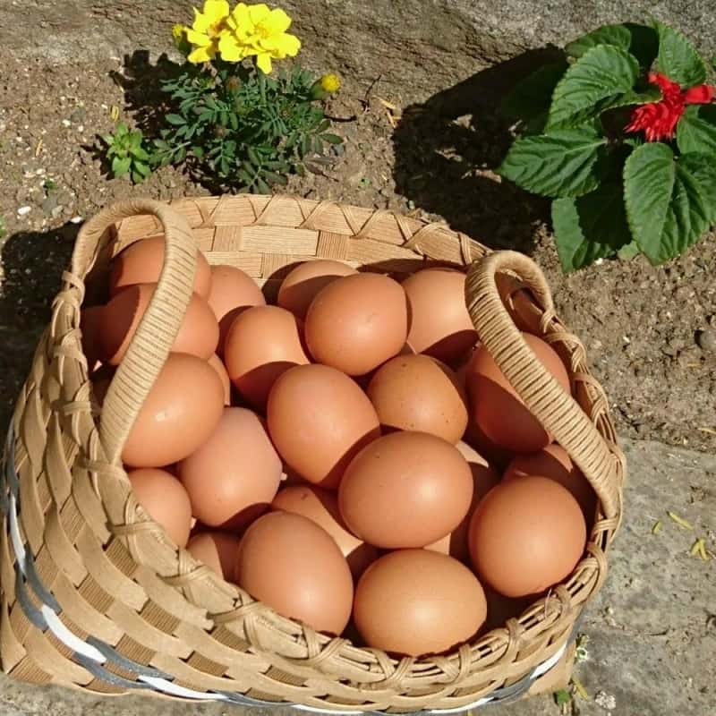 朝取りたて卵