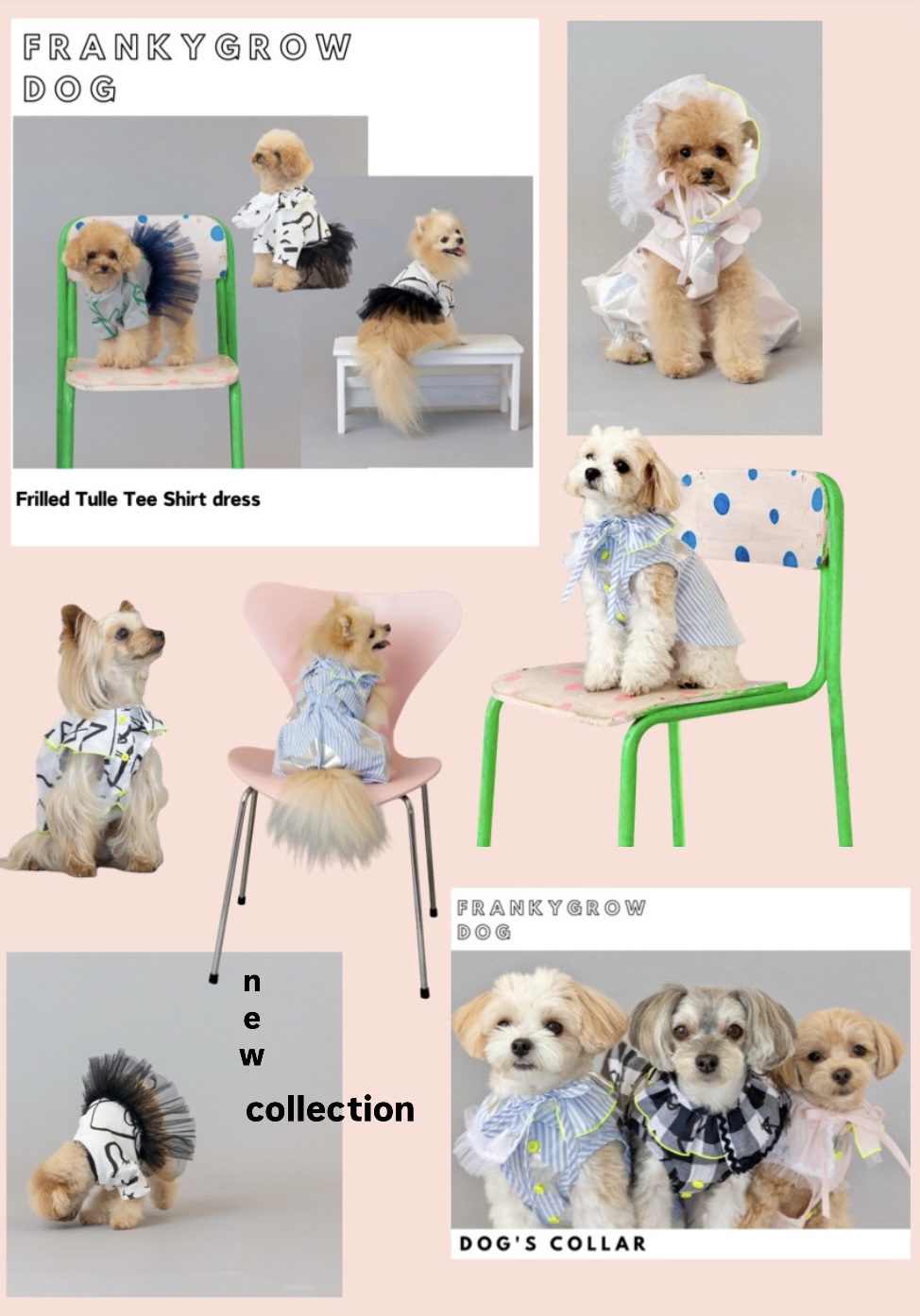 frankygrow DOG＆撮影会のお知らせ📢