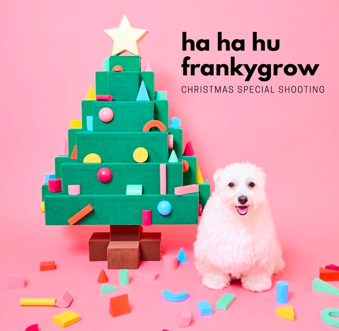 🐶ハーハフー撮影会🐶