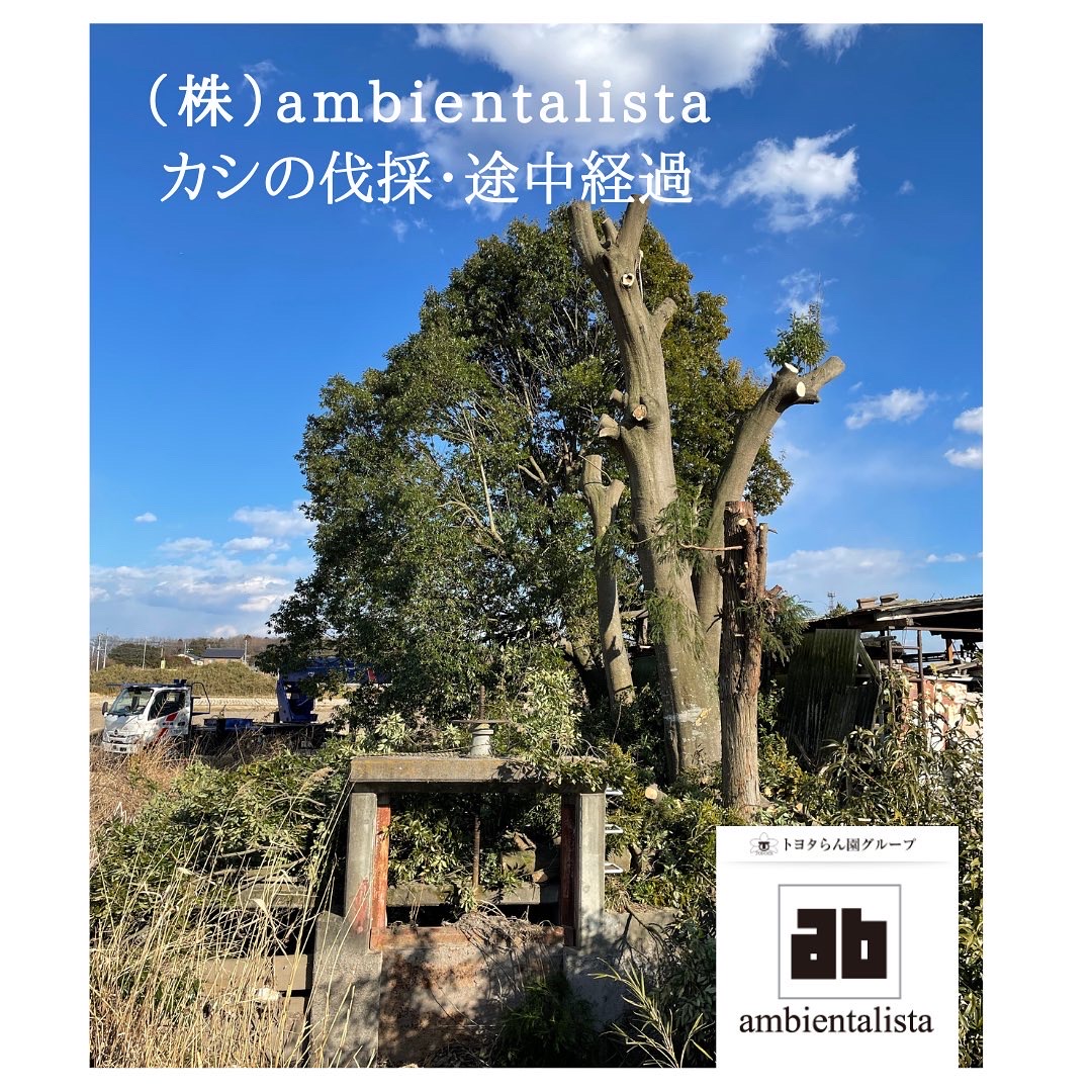 2022/02/03 カシの伐採 途中経過 Instagram