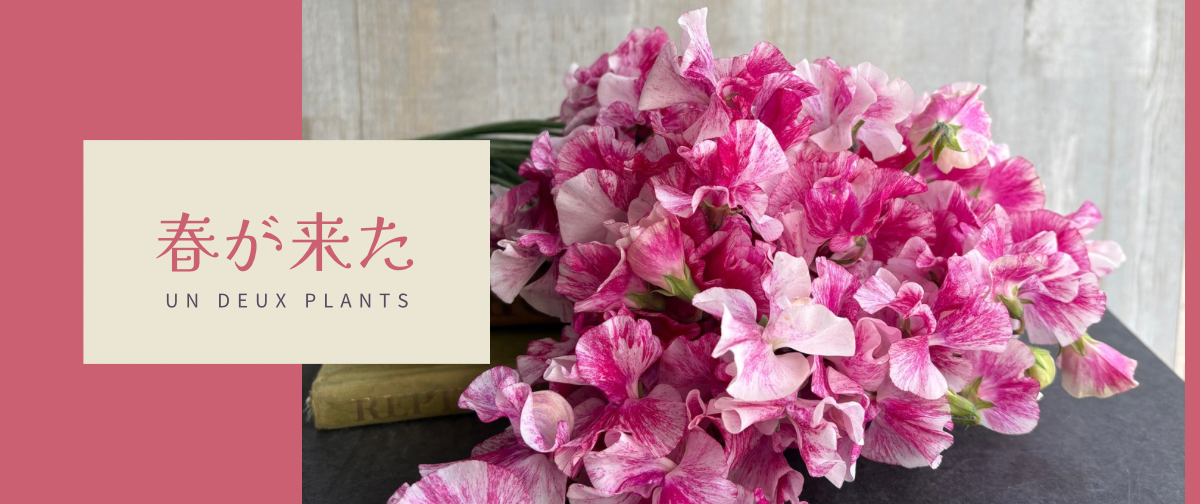 春におすすめのフラワーギフト