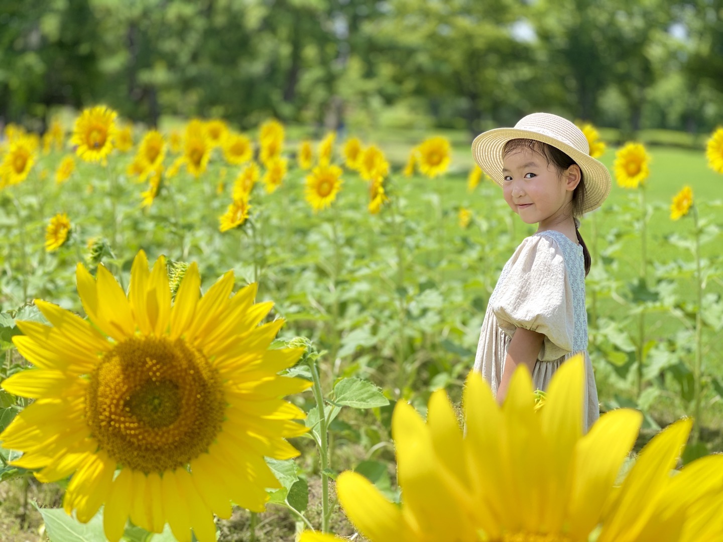 ひまわり撮影会でお子様の「いま」を残そう