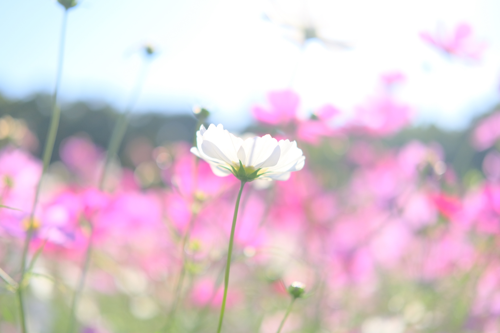 秋のロケーション＆秋桜フォト撮影会