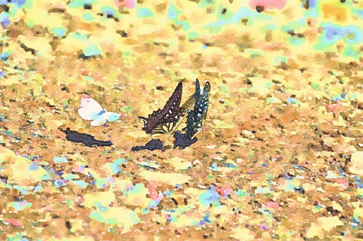 作品例　🦋蝶の水場🦋　あなたのお部屋を癒しの空間にするお手伝いをいたします。