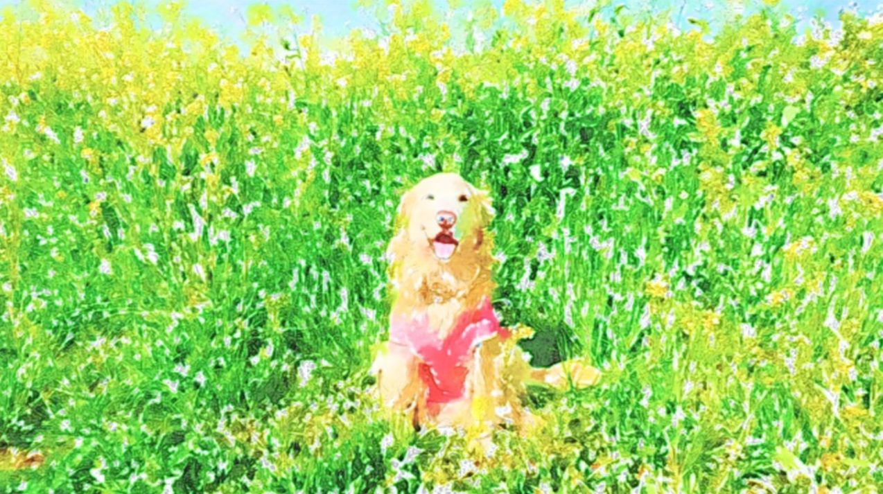 作品例　🐕菜の花の中で🐕　ワンちゃんとの想い出を形にして残しませんか？