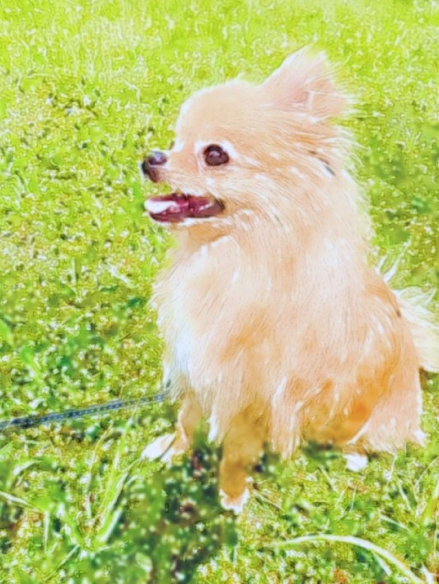 作品例　🐶Lanaちゃん🐶　　愛犬の水彩画をプロフィール画像にしてみませんか？