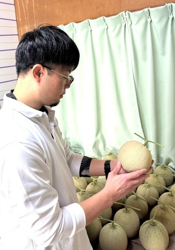 ひとつずつメロンの状態を見ながら、お届けの準備をしています