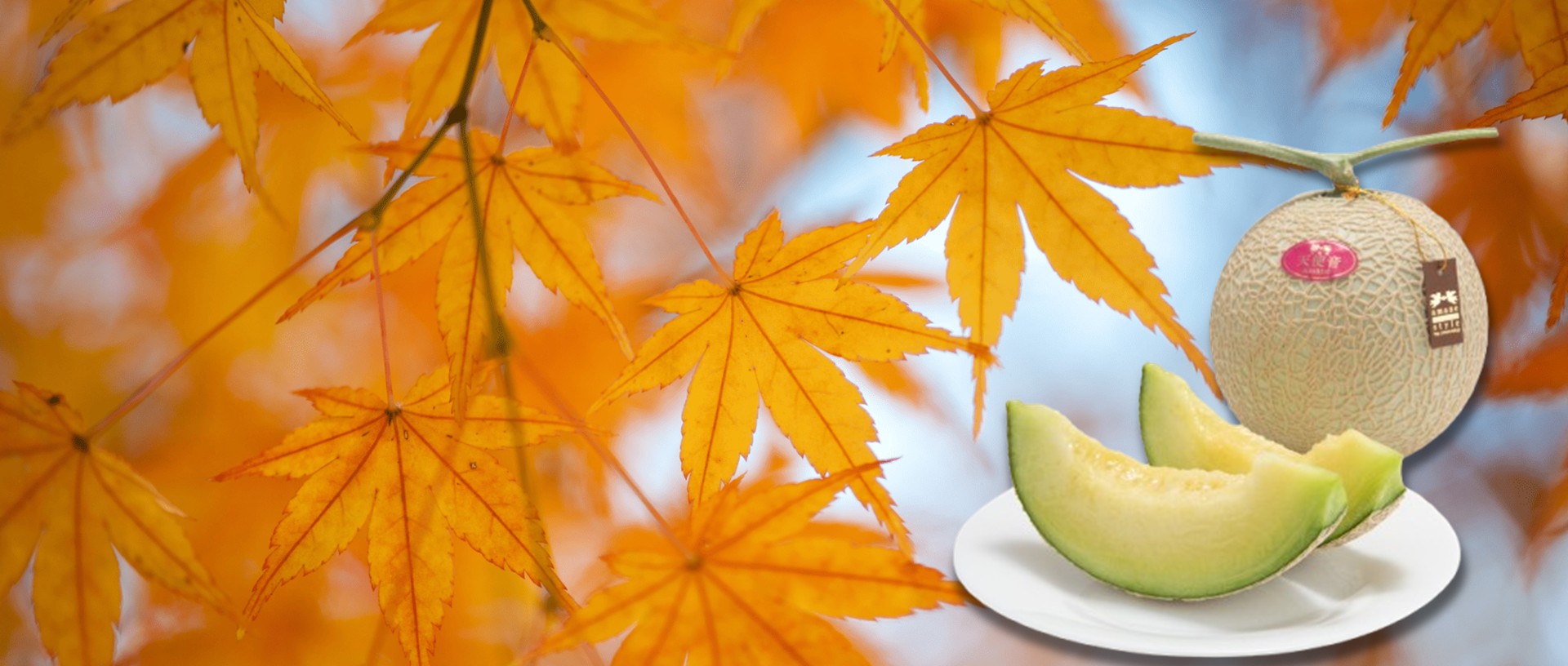 秋のお彼岸に彩りを添える、天使音マスクメロンの味わい