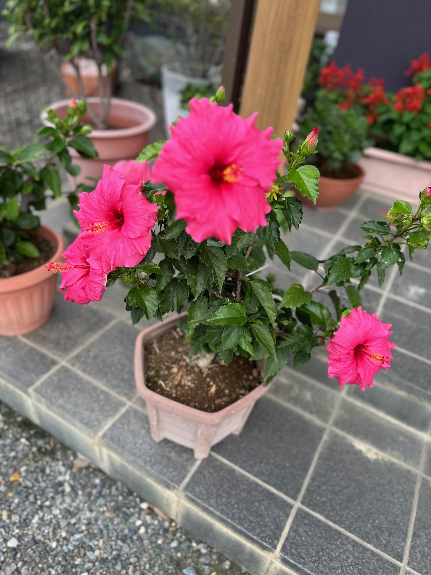 ハイビスカスが咲いてました🌸