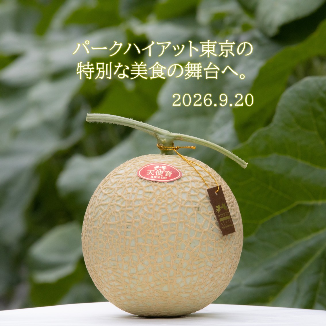 ” 天使音 ”が、「パークハイアット東京」の特別な美食の舞台へ✨