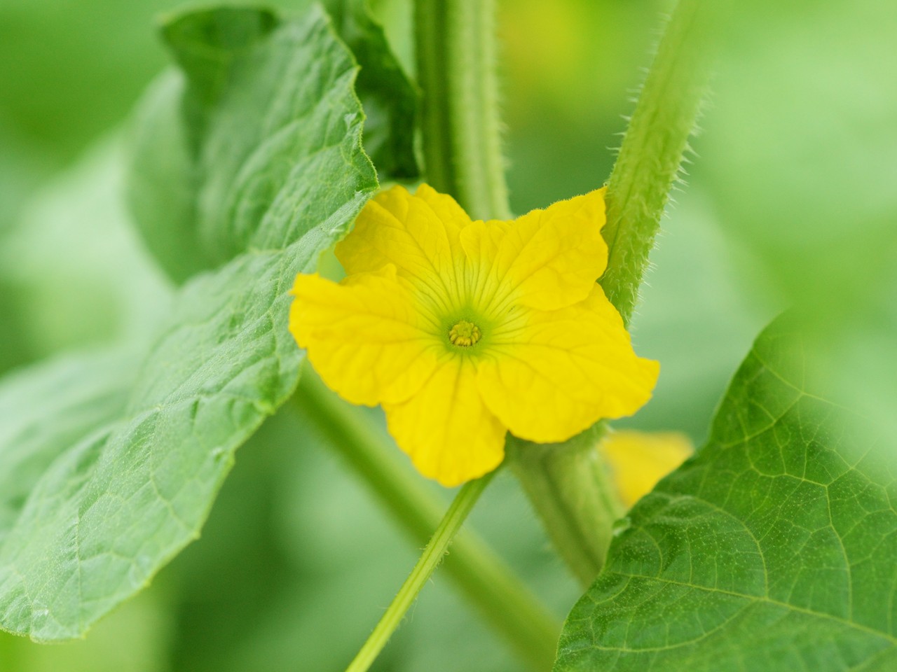 メロンの花言葉に込められた想いを知る✨