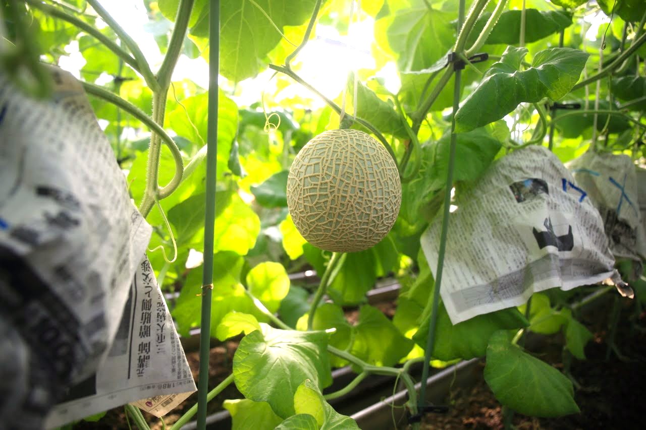 一年を通して、安定した美味しさをお届けしています。