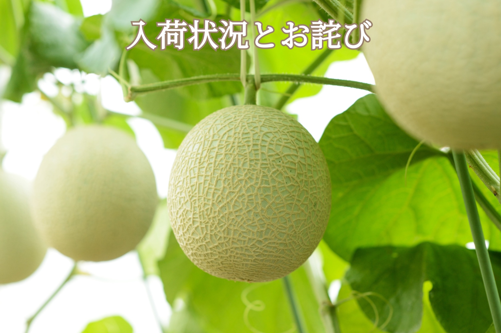 メロンの入荷状況とお詫びについて