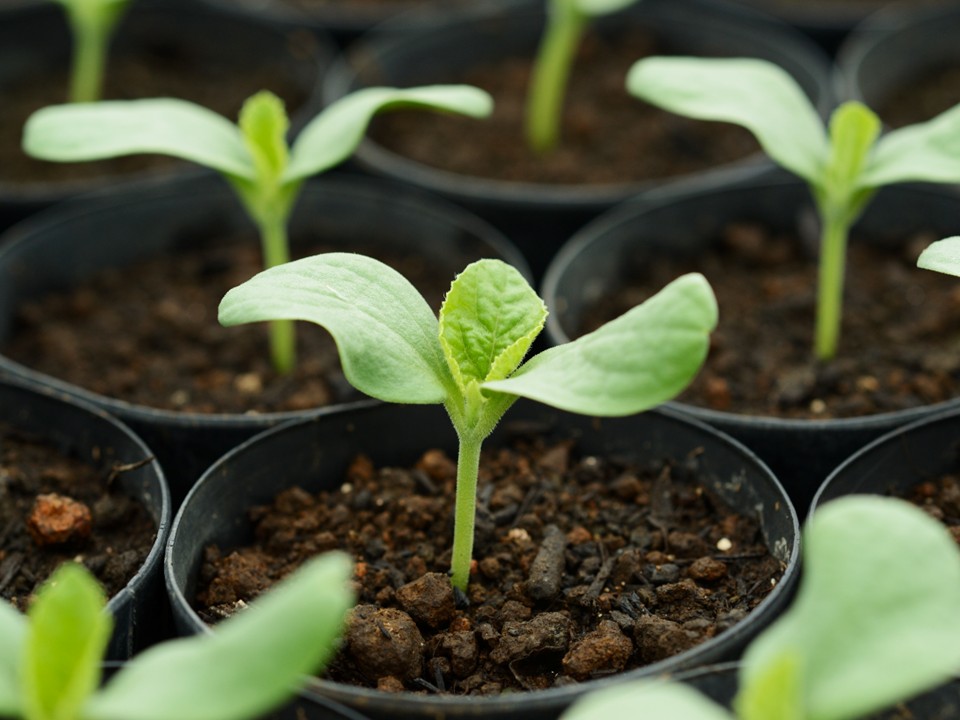 【大切なご案内】天使音マスクメロン 価格改定のお知らせ