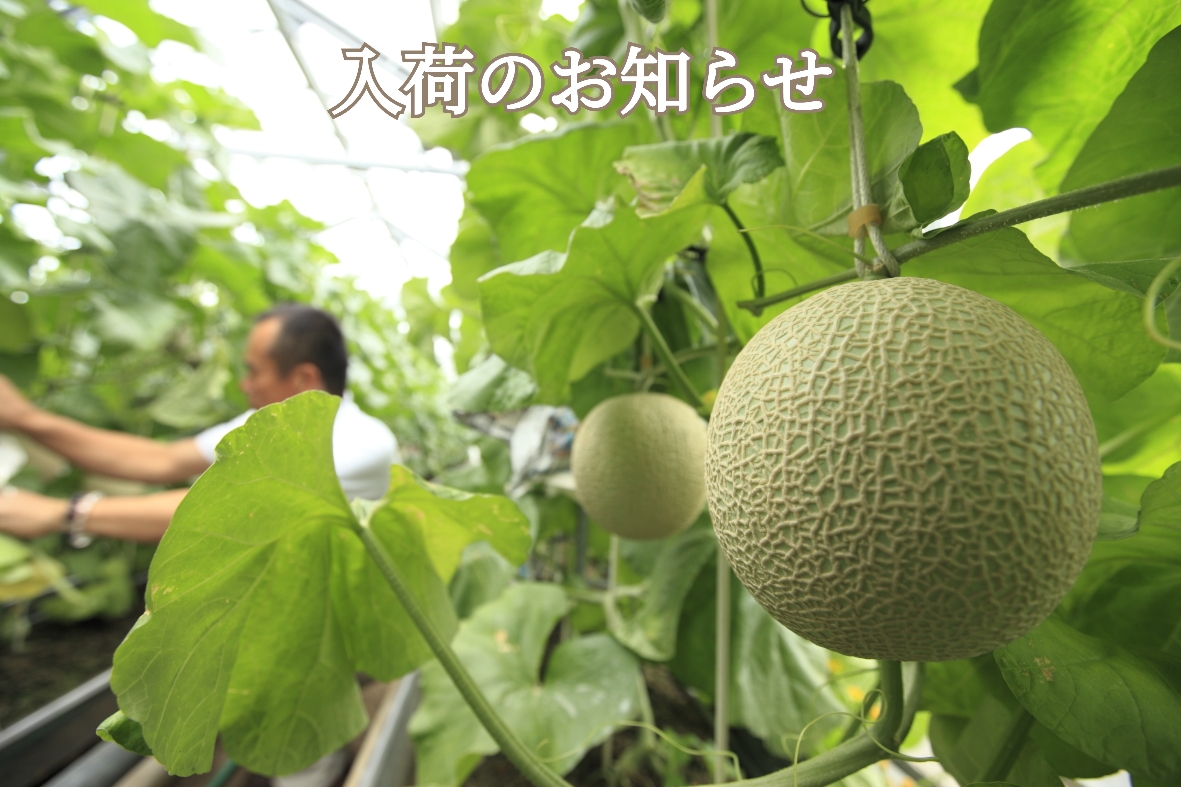 天使音マスクメロン|入荷のご案内