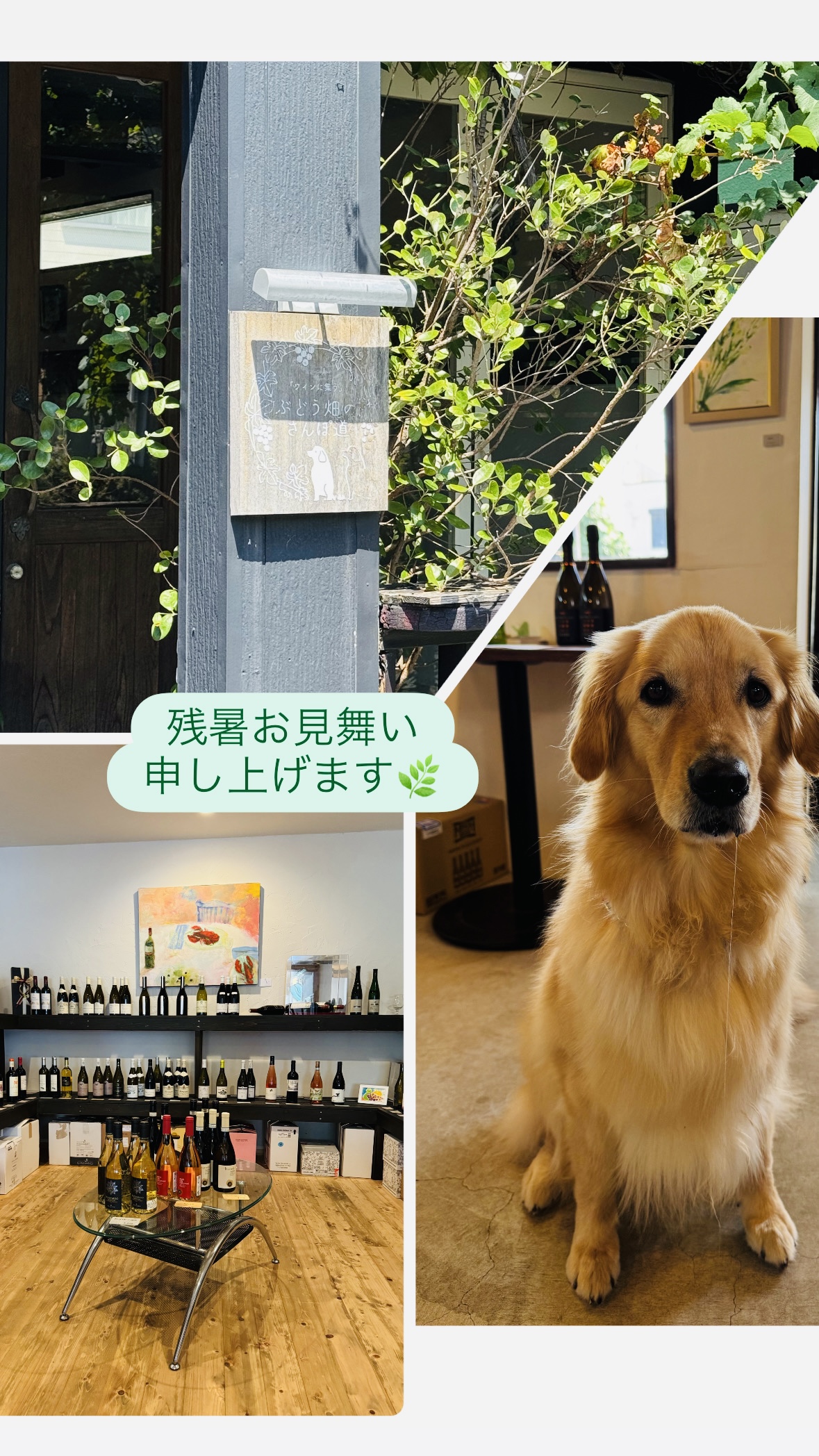 残暑お見舞い申し上げます。
