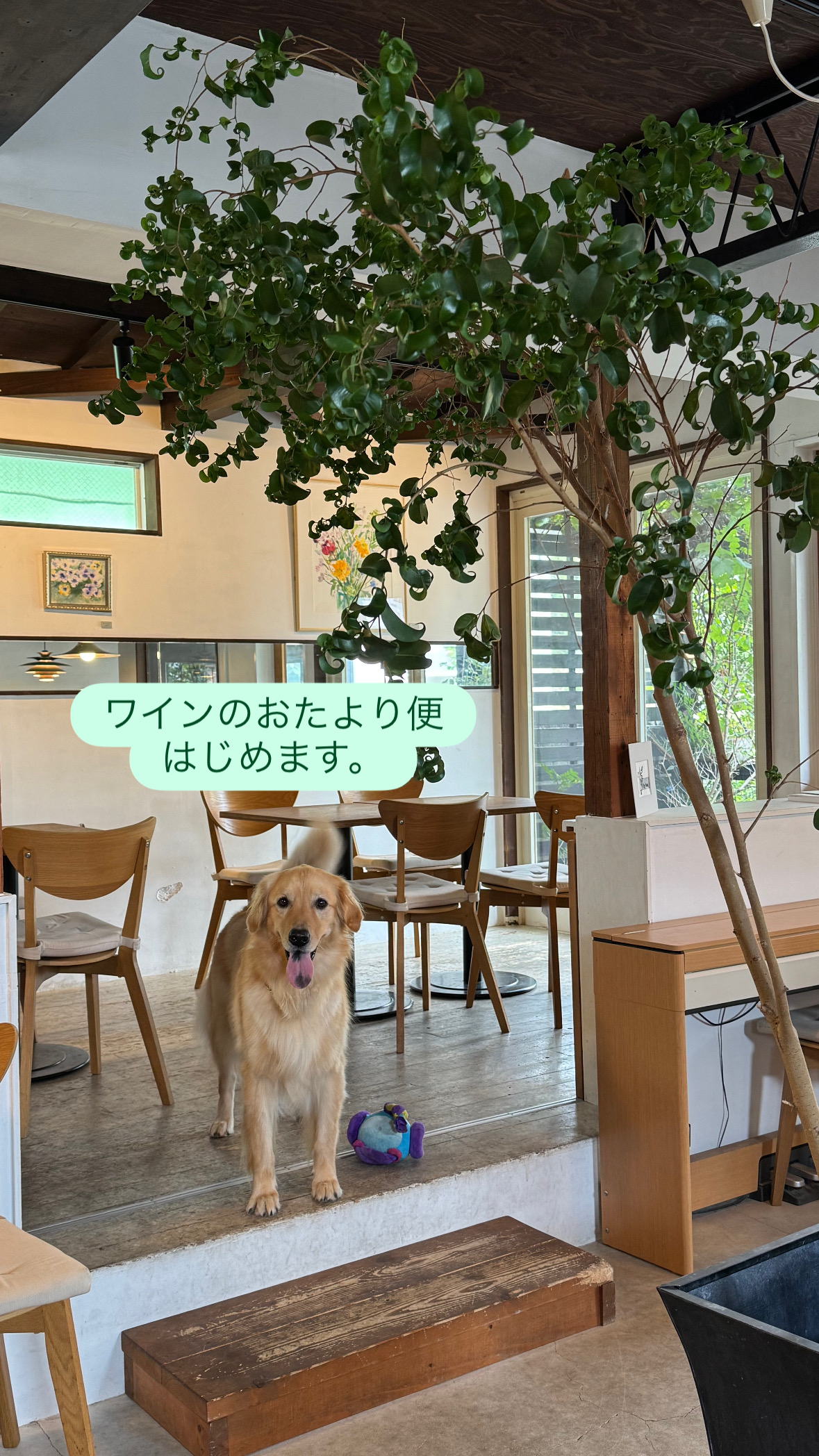 ワインのおたより便、はじめます。