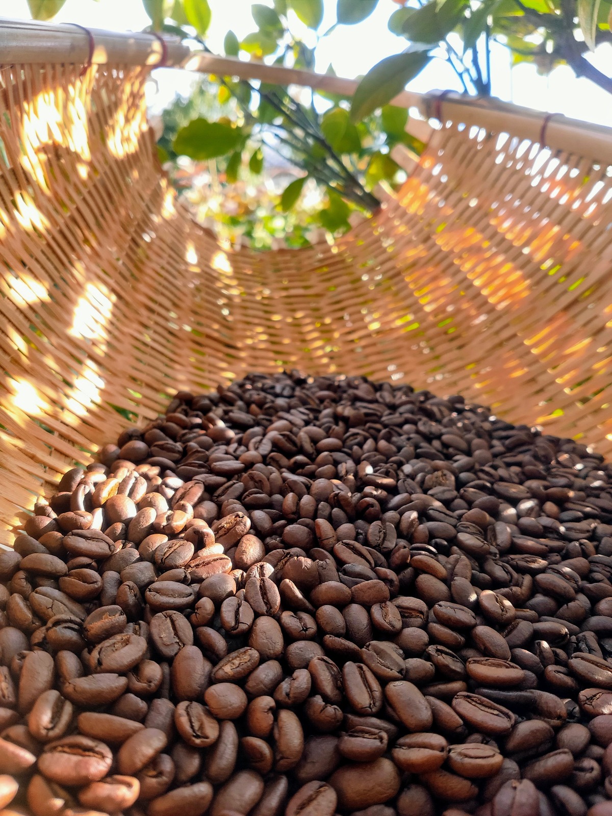 ☕ 本日はエルサルバドル 温泉ブルボン のご紹介 ☕