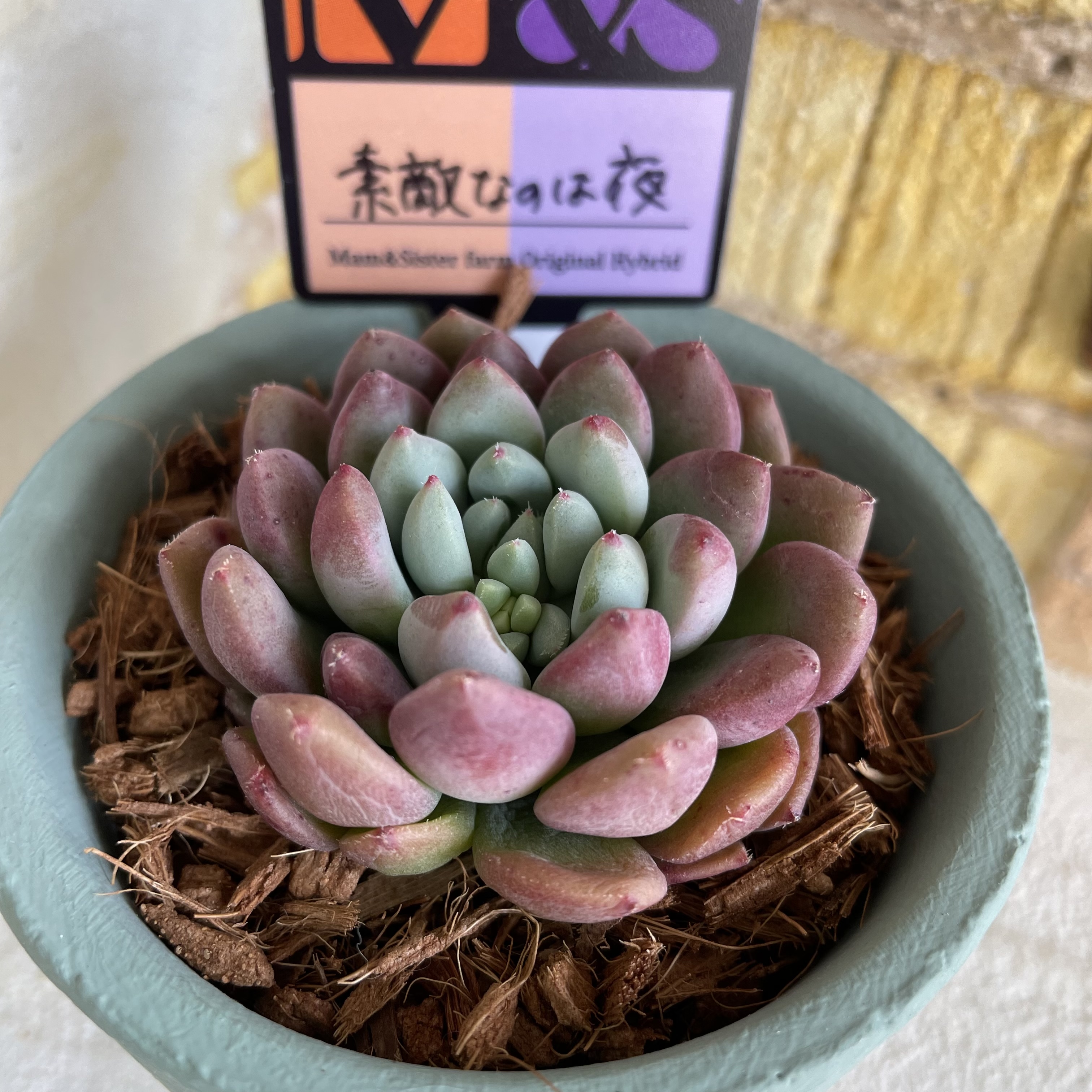 どうぞ良いお年をお迎えくださいませ