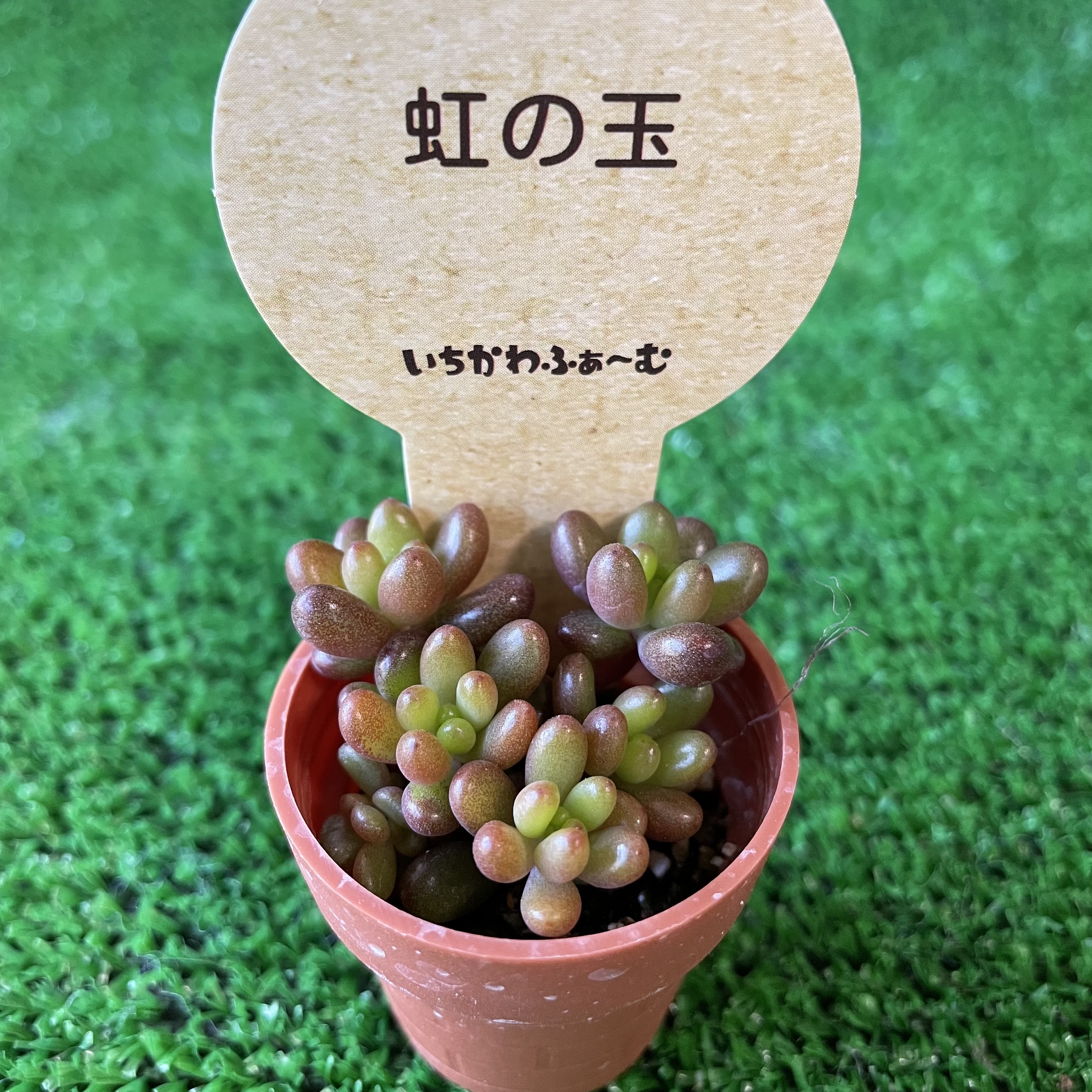 たくさんご購入いただきありがとうございます‼️