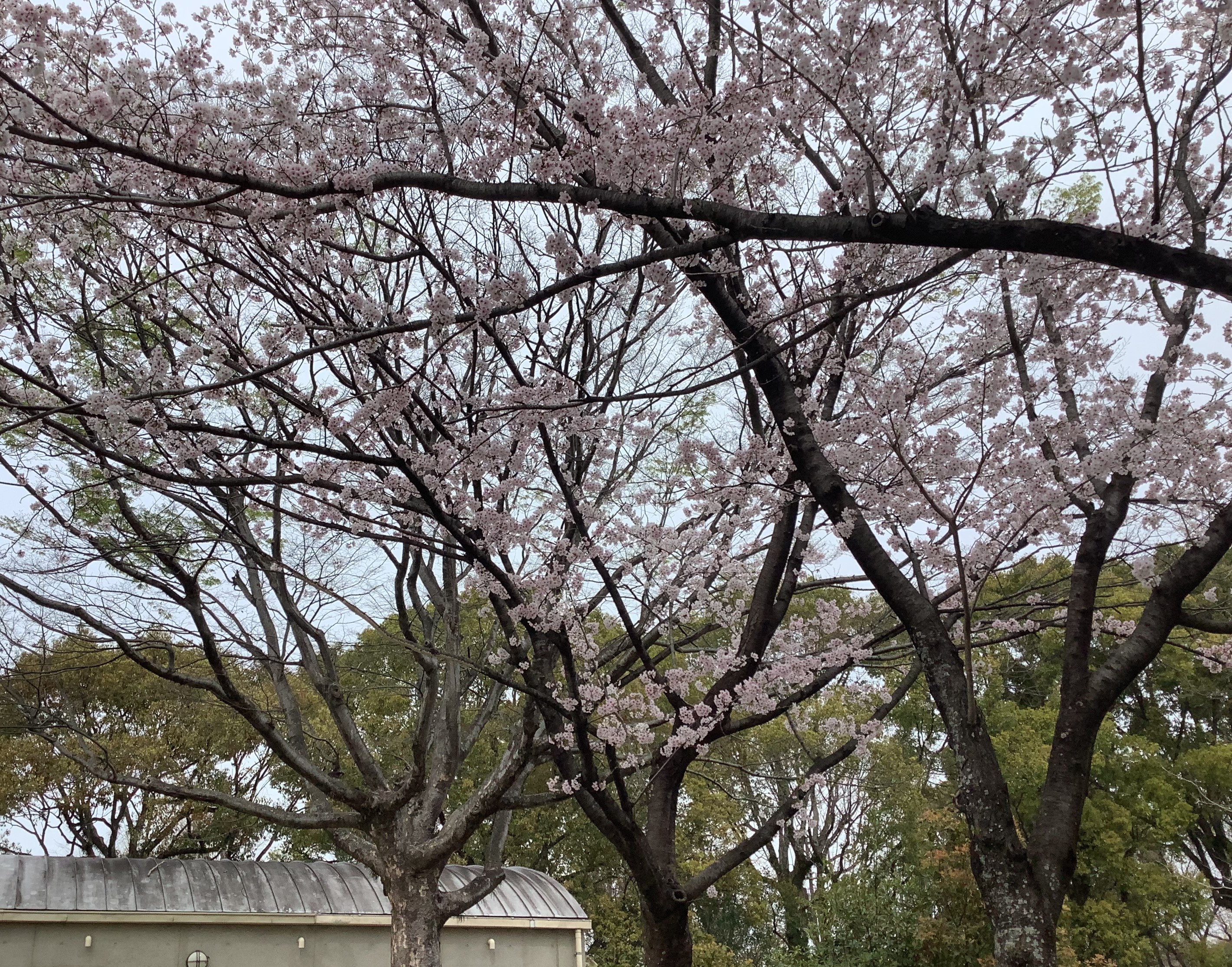ワクチン接種3回目....からの花粉