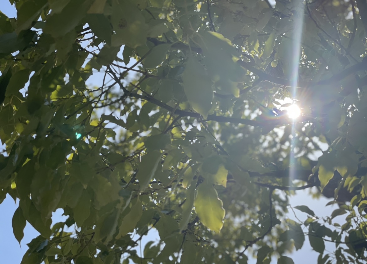 ネットショップ開設しました!