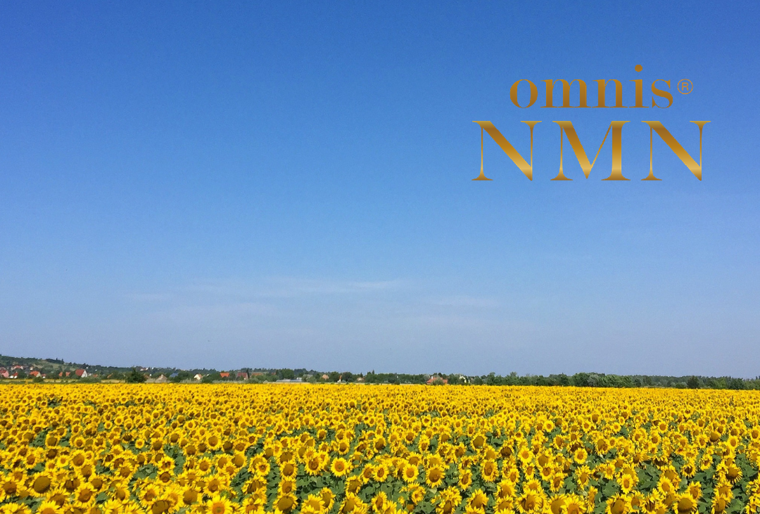 #NMNの散歩道（３）―ひまわりー