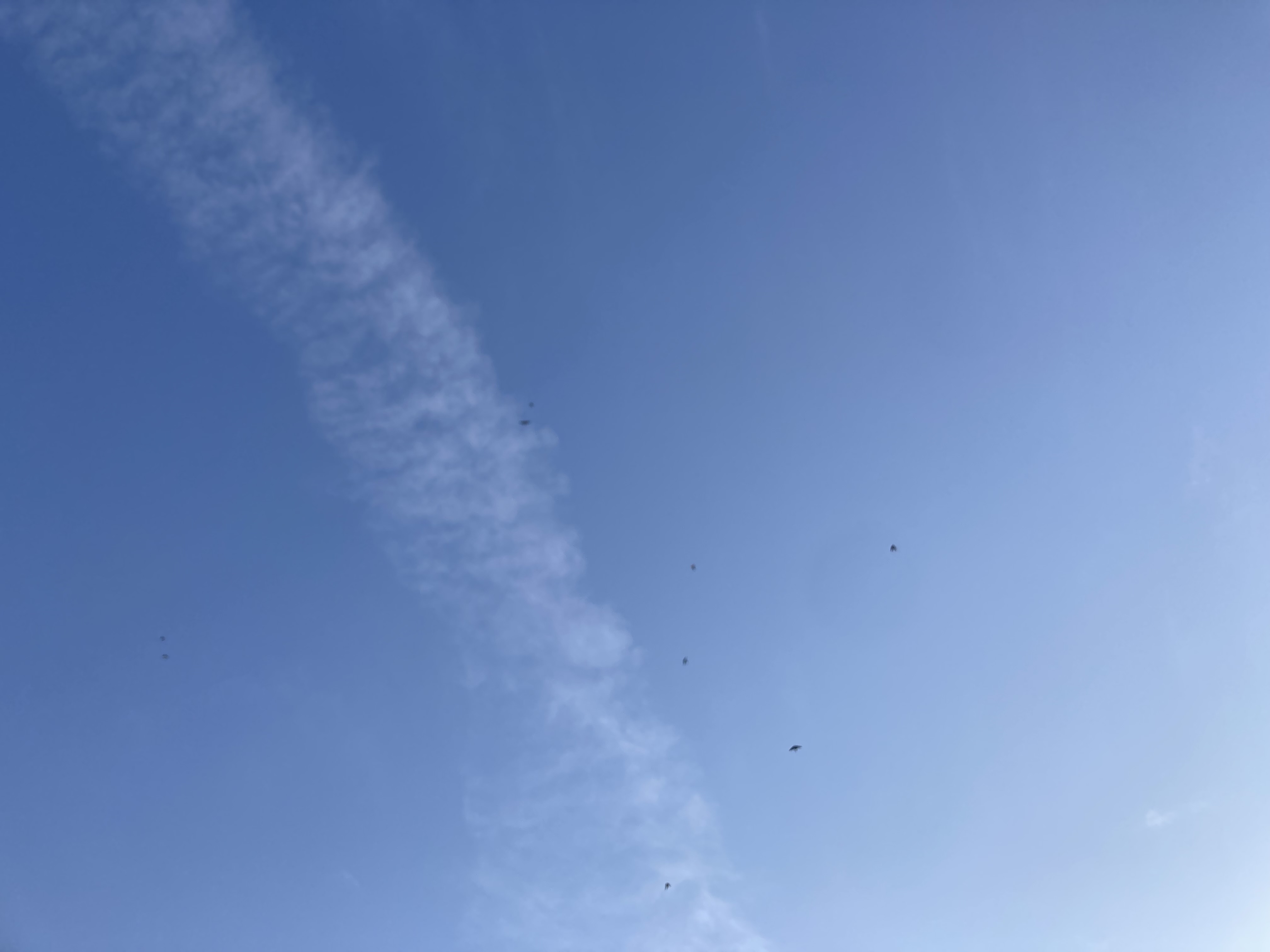 燕が福岡に帰ってきた！